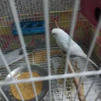 مرغ عشق|پرنده|سبزوار, گلشن|دیوار