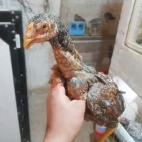 ((جوجه لاری))و هچ تخم نطفه دار