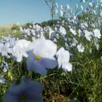 باغ انگورحصار|فروش زمین و ملک کلنگی|قیدار, |دیوار