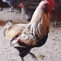 فروش‌خروس‌بزرگ‌وریشی‌وکله‌خروس‌درشت