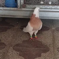 کبوتر طوقی|پرنده|برازجان, |دیوار