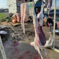 گوشت بره درجه یک|حیوانات مزرعه|سیمین شهر, |دیوار