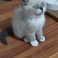 گربه|گربه|گرگان, |دیوار