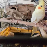 عروس هلندی بالغ|پرنده|ری, سیزده آبان|دیوار