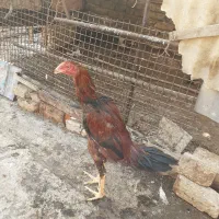 جوجه لاری اصیل نژاد افقان وترک