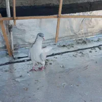 سلام دوتا کبوتر شامی کاکلی ماده درشت بدرنگ نر|پرنده|الوند, |دیوار