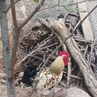 فروش خروس محلی