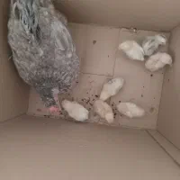 مرغ با جوجه