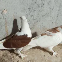 کفتر درجایی|پرنده|میناب, |دیوار