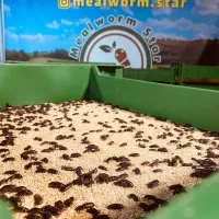 آموزش و تولید کرم میلورم