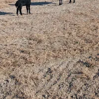 گوسفند بره دار حیوانات مزرعه|حیوانات مزرعه|سیمین شهر, |دیوار