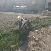 بز افغانی|حیوانات مزرعه|سیوان, |دیوار