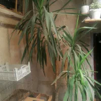 گل کاکتوس