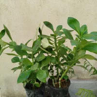 انواع گل های اپارتمانی|گل و گیاه طبیعی|کرج, گوهردشت|دیوار