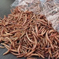 بهترین میلورم بازار را از ما بگیرید