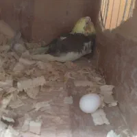 عروس هلندی|پرنده|رودسر, |دیوار