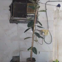 گل و گیاه فیکوس