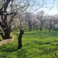 فروش باغ در روستای مزلقان|فروش زمین و ملک کلنگی|نوبران, |دیوار