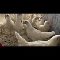 مرغ دم‌تخم‌ان اس  یک‌دست تمام مرغ