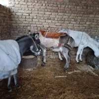 الاغ نرو ماده