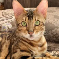 گربه بنگال ، گربه خاص و سلطنتی با بالاترین کیفیت