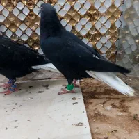 کبوتردم سفید|پرنده|مشهد, انصار|دیوار