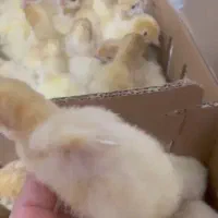 جوجه بوقلمون سنگین