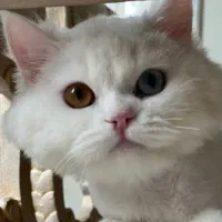 گربه پرشین کلاسیک|گربه|مشهد, ملک‌آباد|دیوار