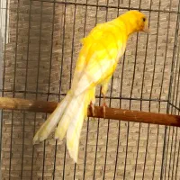 قناری طلایی نر|پرنده|قزوین, |دیوار