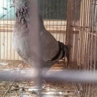 کفتر ماده سبز خطی|پرنده|قم, دروازه چوبی|دیوار