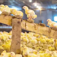 بره از وزن ۴۵کیلو تا۶۵کیلو مخصوص کشتار و چاق