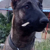 واگذاری طوله