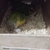 سالن طوطی راهب خورشیدی ملنگو گرین جوجه طوطی|پرنده|شهریار, شهرک وائین|دیوار