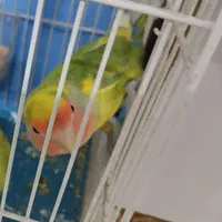 پرنده گمشده