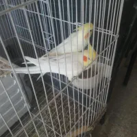 یک جفت عروس هلندی لوتینو بازیگوش