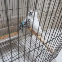 کفترمعاوضه