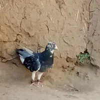 دوکفتر خوب یکی نر یکی ماده|پرنده|تربت‌حیدریه, پائین ولایت|دیوار