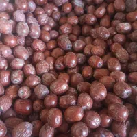 عناب|خوردنی و آشامیدنی|مشهد, توس (بلوار توس)|دیوار