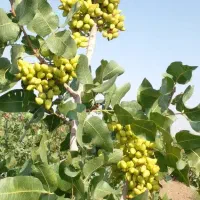 فروش پیوند پسته و هرص