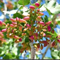 نهال پسته ۲ساله