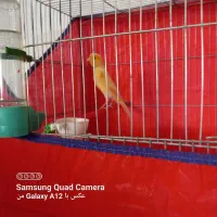 قناری|پرنده|ملایر, |دیوار