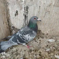 کفتر|پرنده|تهران, طرشت|دیوار