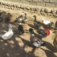 سلام اردک دونه ای 400 خروس دورگه سرحال