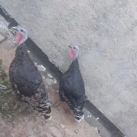 بوقلمون