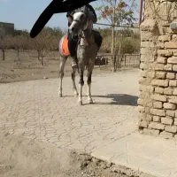 اسب عرب کرد