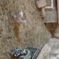 ساده افشون جفتگاه پرشی بوم|پرنده|نصر آباد, |دیوار