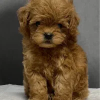 پودل عروسکی