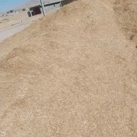 کاه زرد|خدمات باغبانی و درختکاری|دهگلان, |دیوار