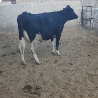 گاو شیری گوساله دار