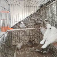 فنچ|پرنده|فولادشهر, A4|دیوار